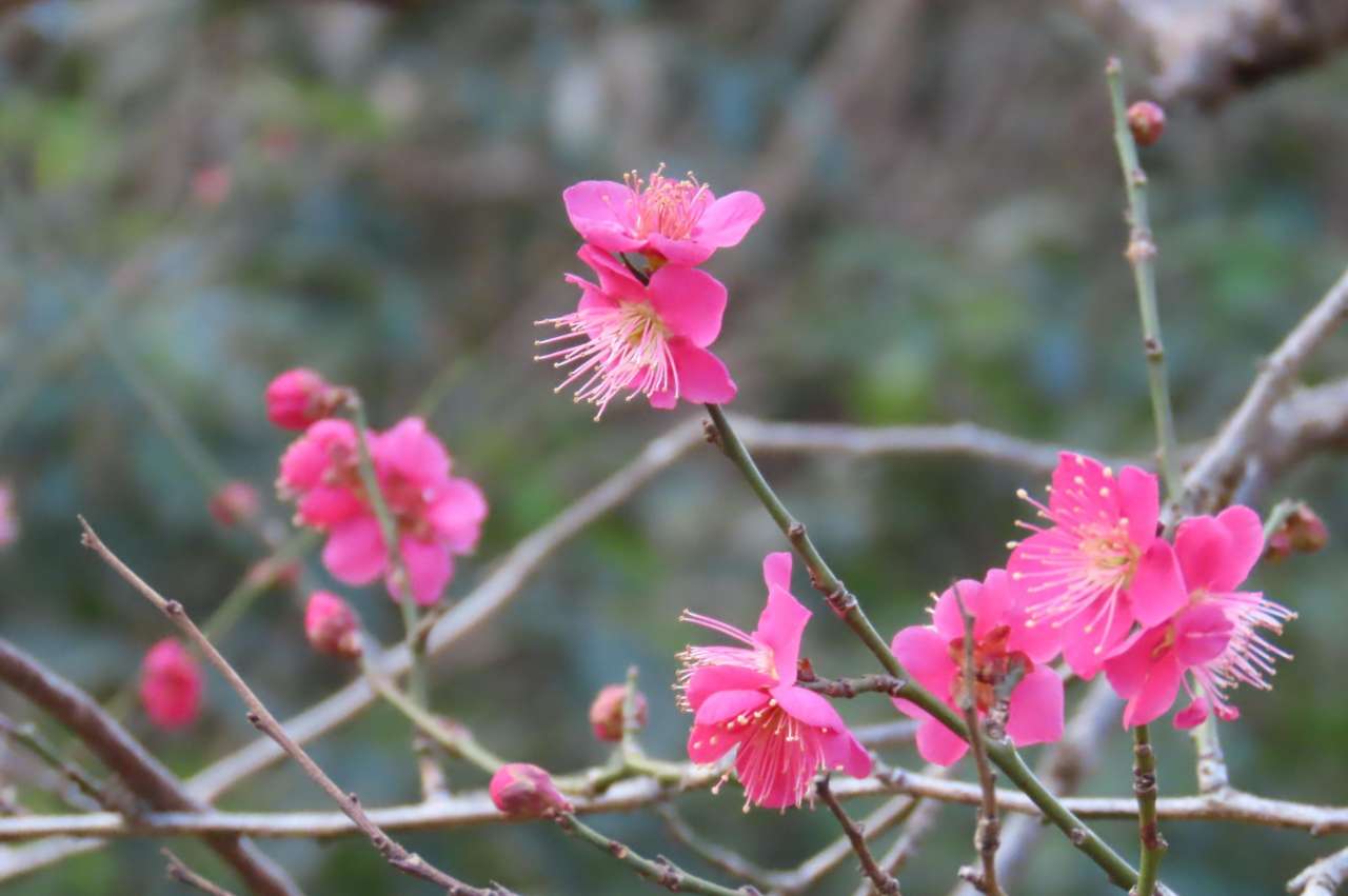 小石川後楽園260210紅千鳥