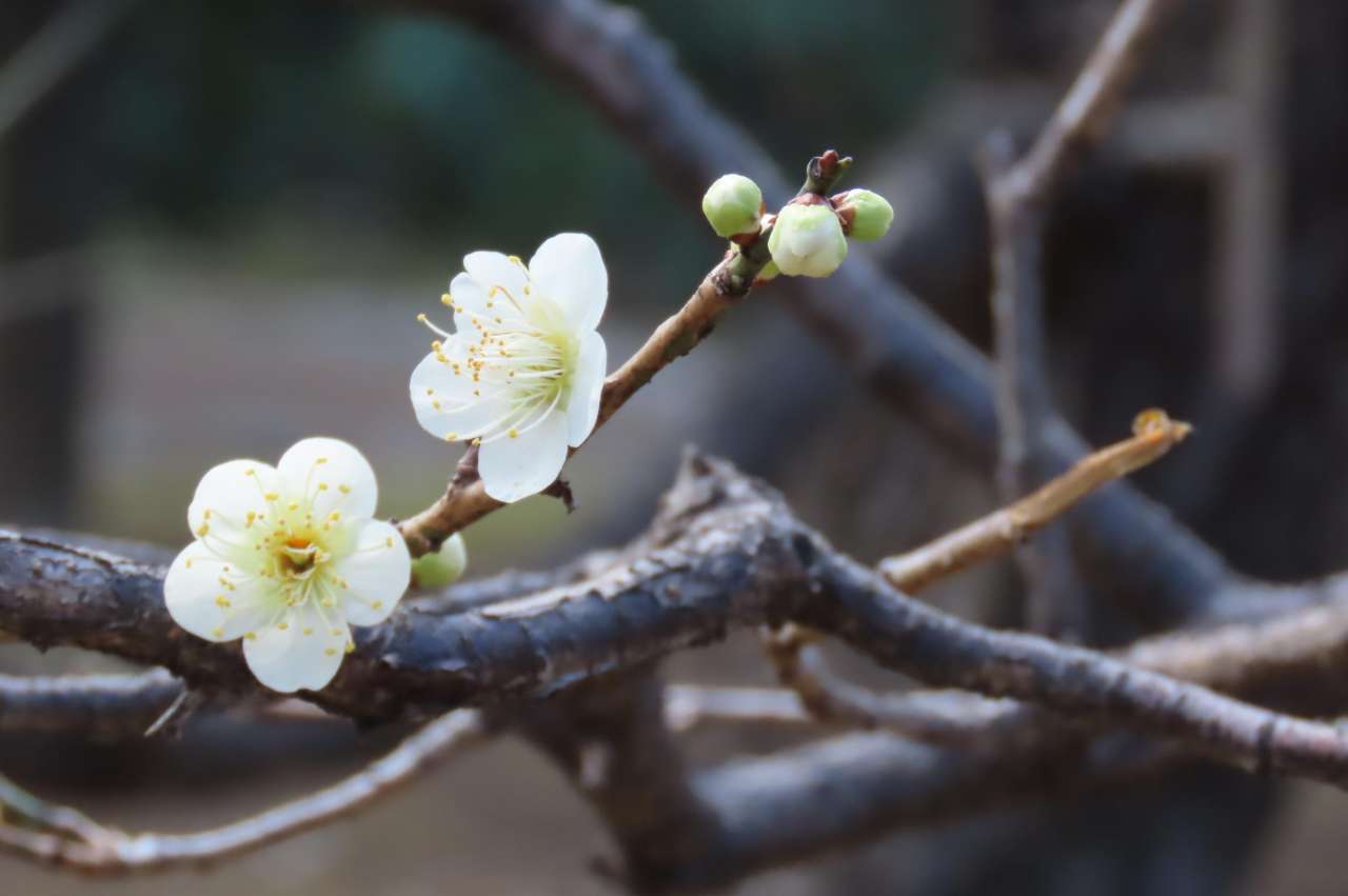 小石川後楽園260210青軸