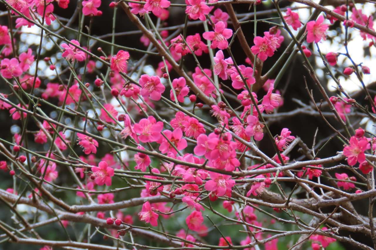 小石川後楽園260213ウメ’紅千鳥’