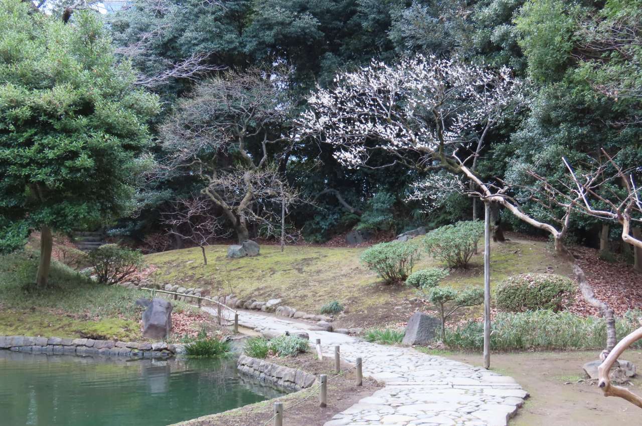 小石川後楽園260213内庭のウメ