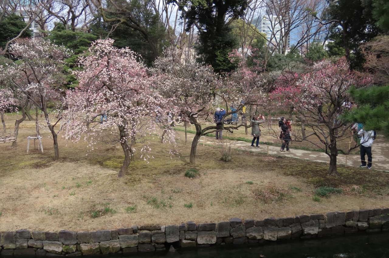 小石川後楽園260213梅林全体