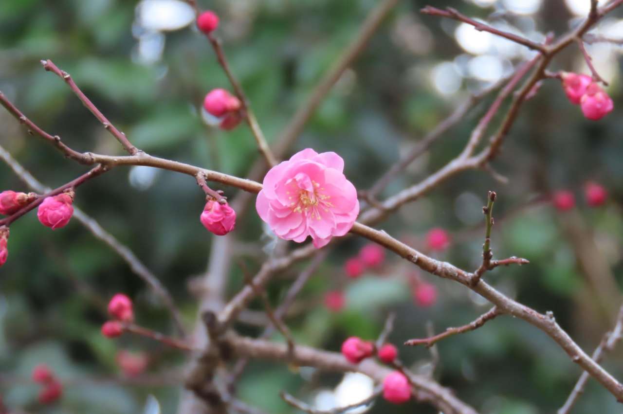 小石川後楽園260218 ウメ'開運'