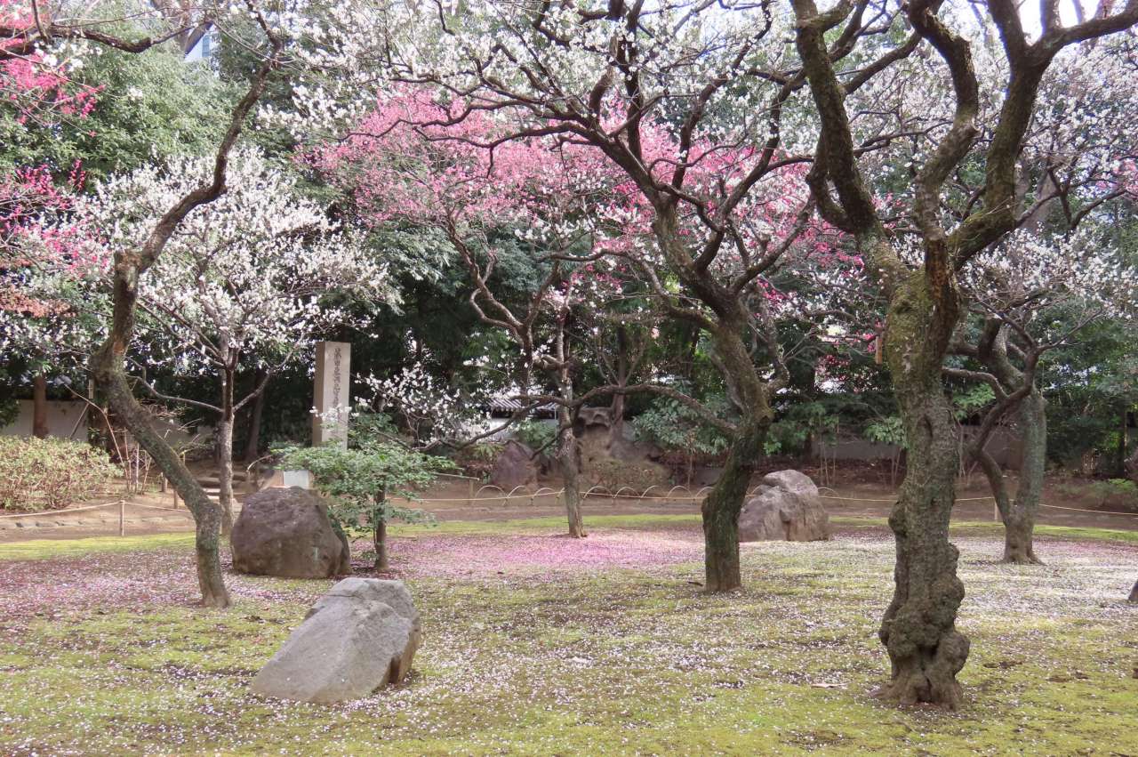 小石川後楽園260218 梅林 (3)