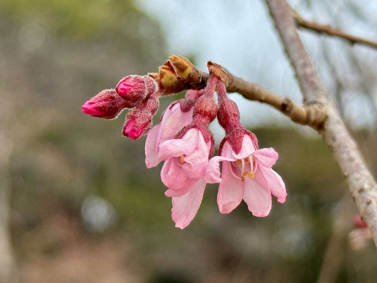 小石川後楽園260313シダレザクラ(馬場桜)