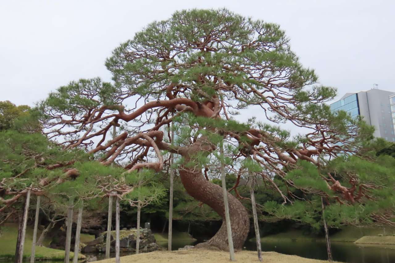 小石川後楽園260316 (19)