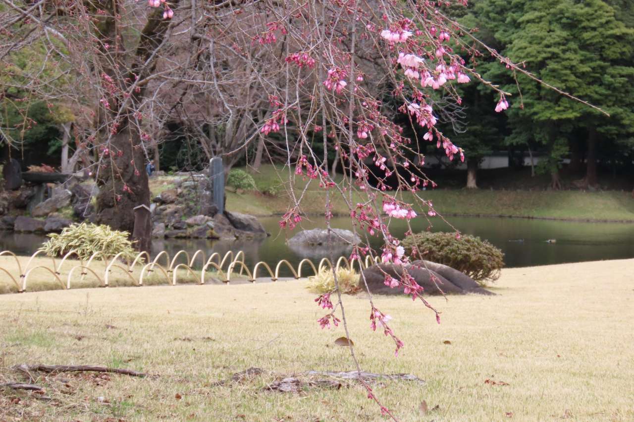 小石川後楽園260316 (22)