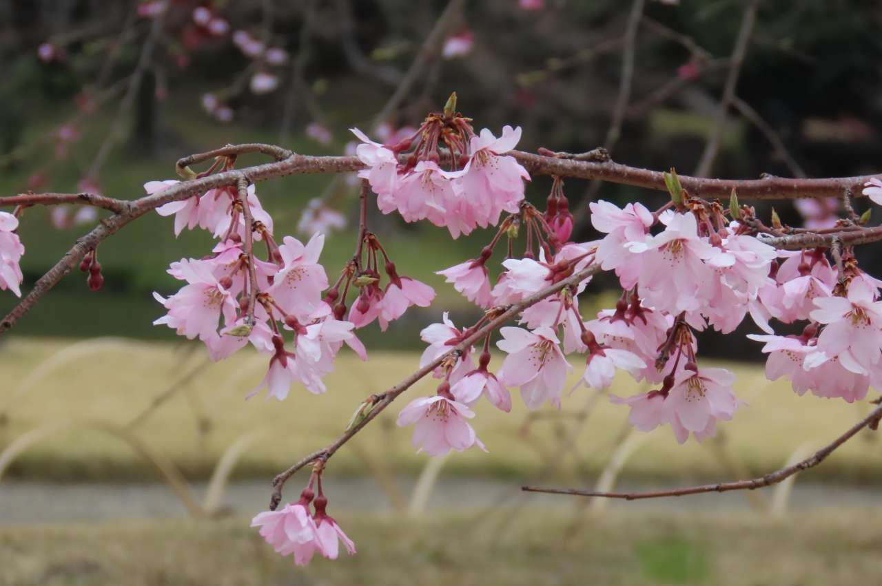 小石川後楽園260319 (9)