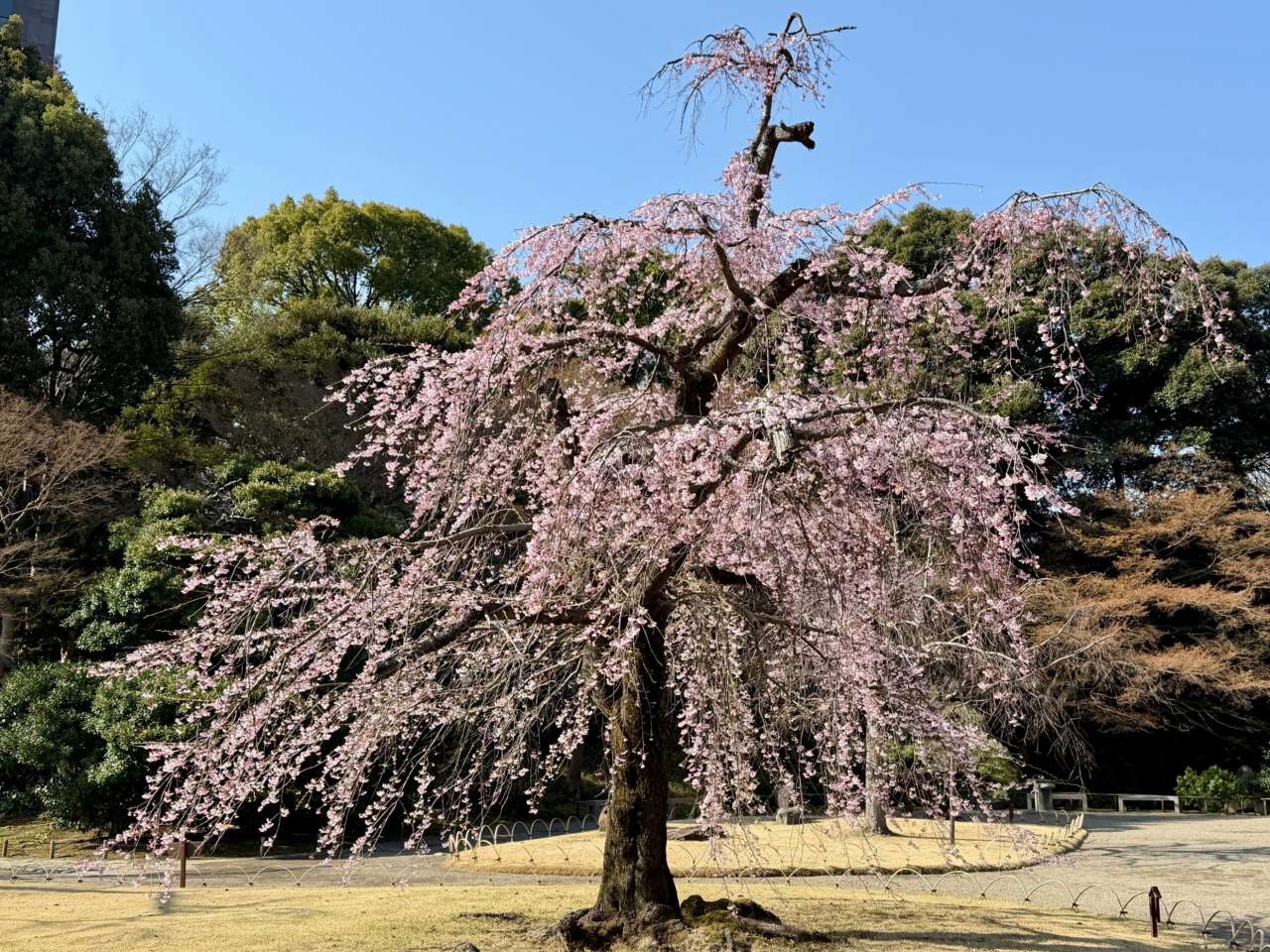 小石川後楽園260321シダレザクラ「馬場桜」(3)コピー
