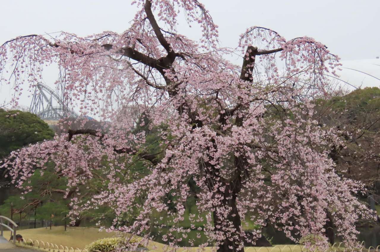 小石川後楽園260323シダレザクラ「馬場桜」(1)
