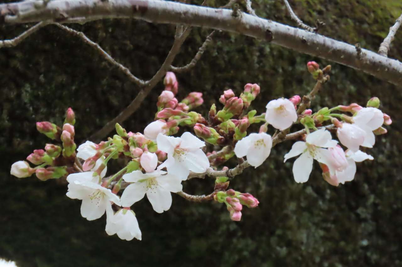 小石川後楽園260323ソメイヨシノ (3)