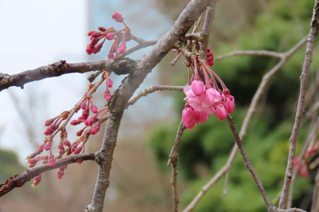 小石川後楽園260323ヤエベニシダレ