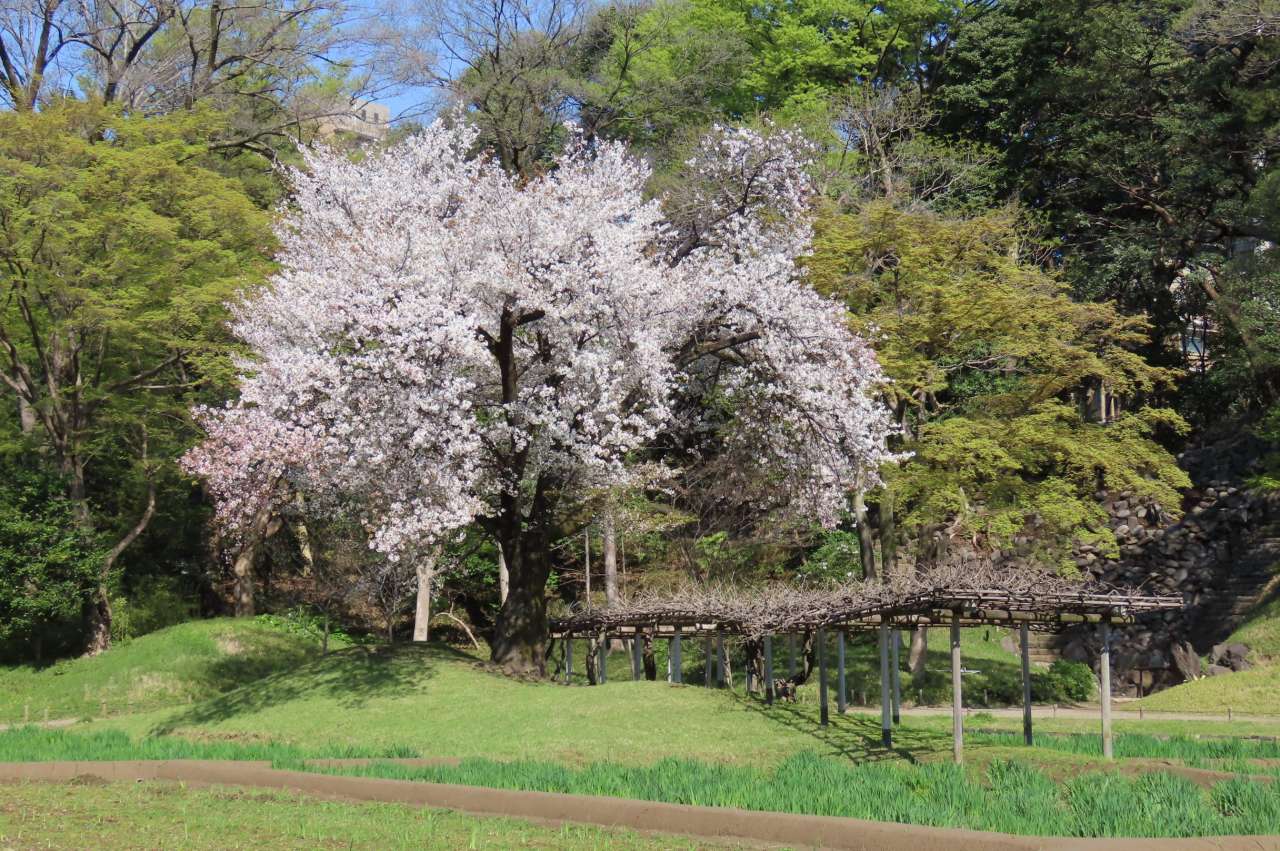 小石川後楽園260403 (4)