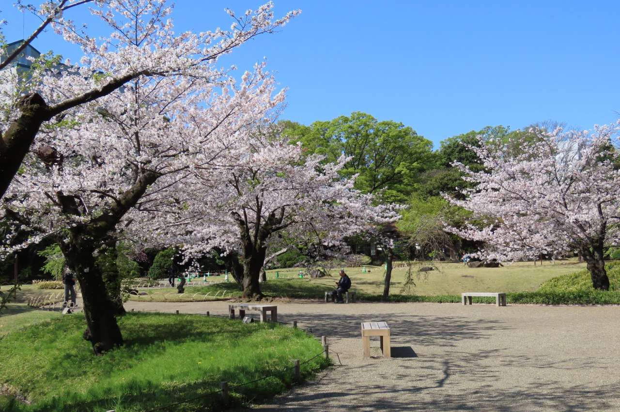小石川後楽園260403 (8)