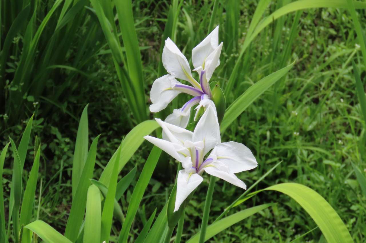小石川後楽園260415カキツバタ