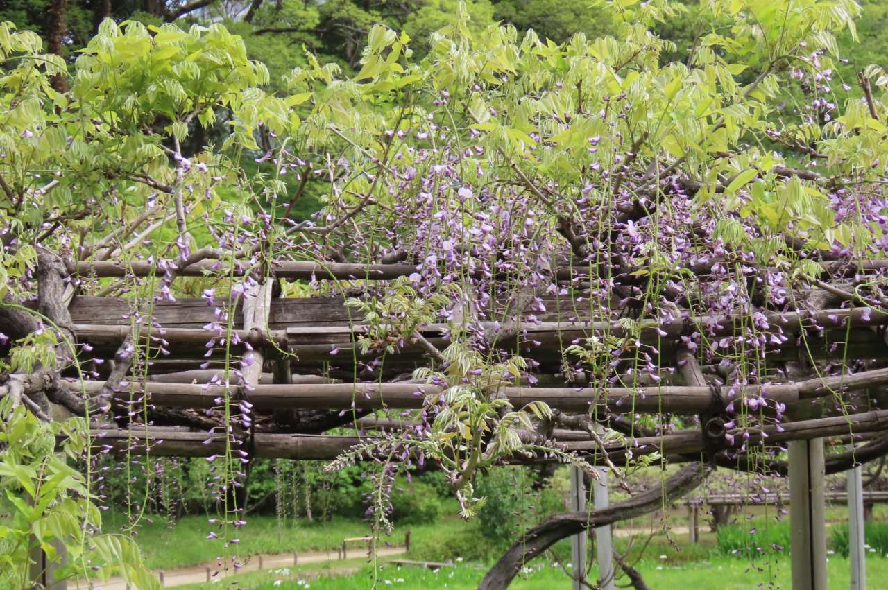 小石川後楽園260415フジ