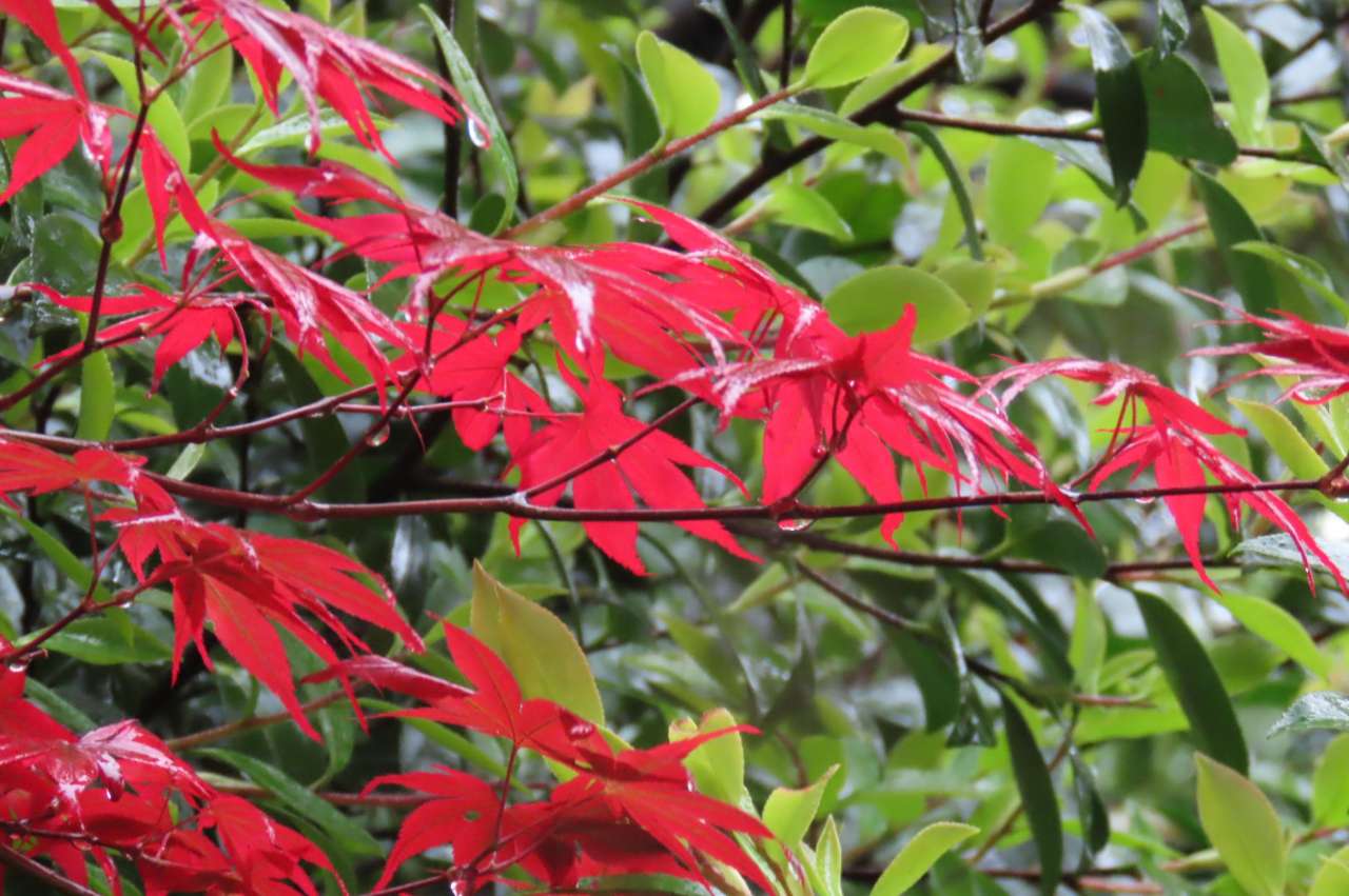 小石川後楽園260427 (7)