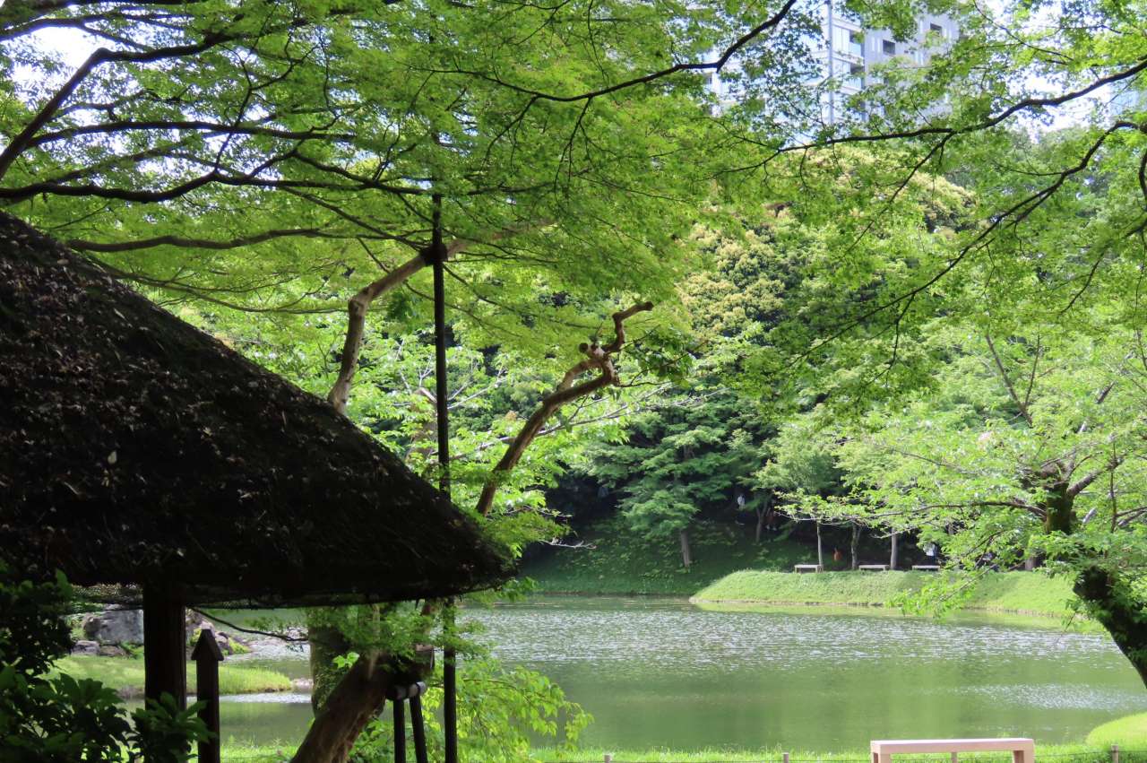 小石川後楽園260504新緑(丸屋）