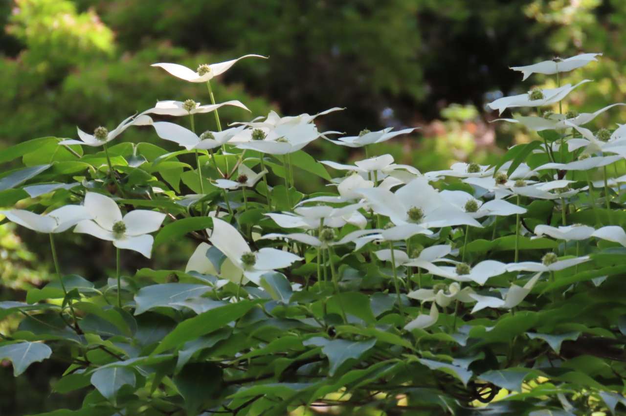 小石川後楽園260515 (3)