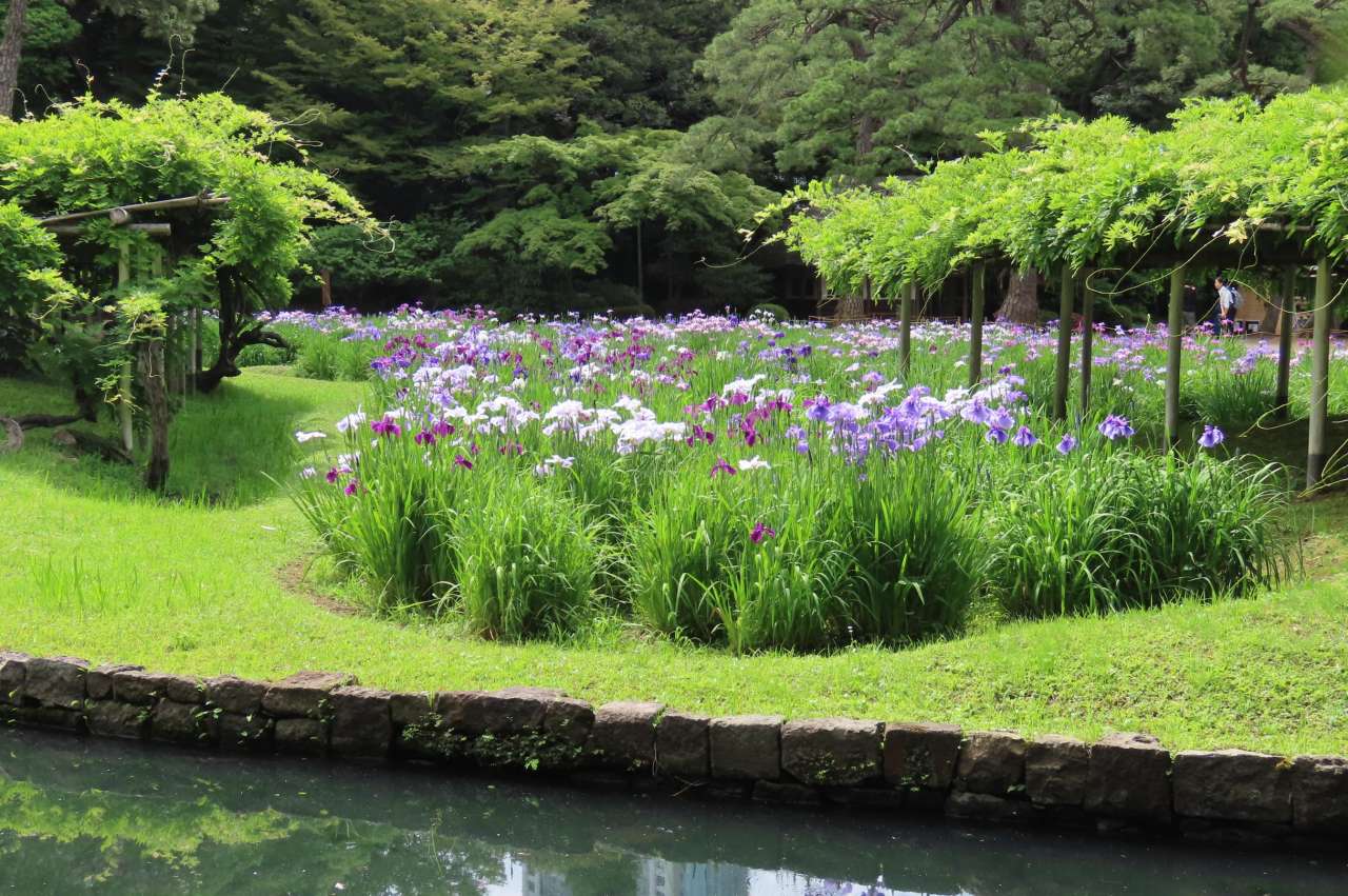 小石川後楽園260529 (10)