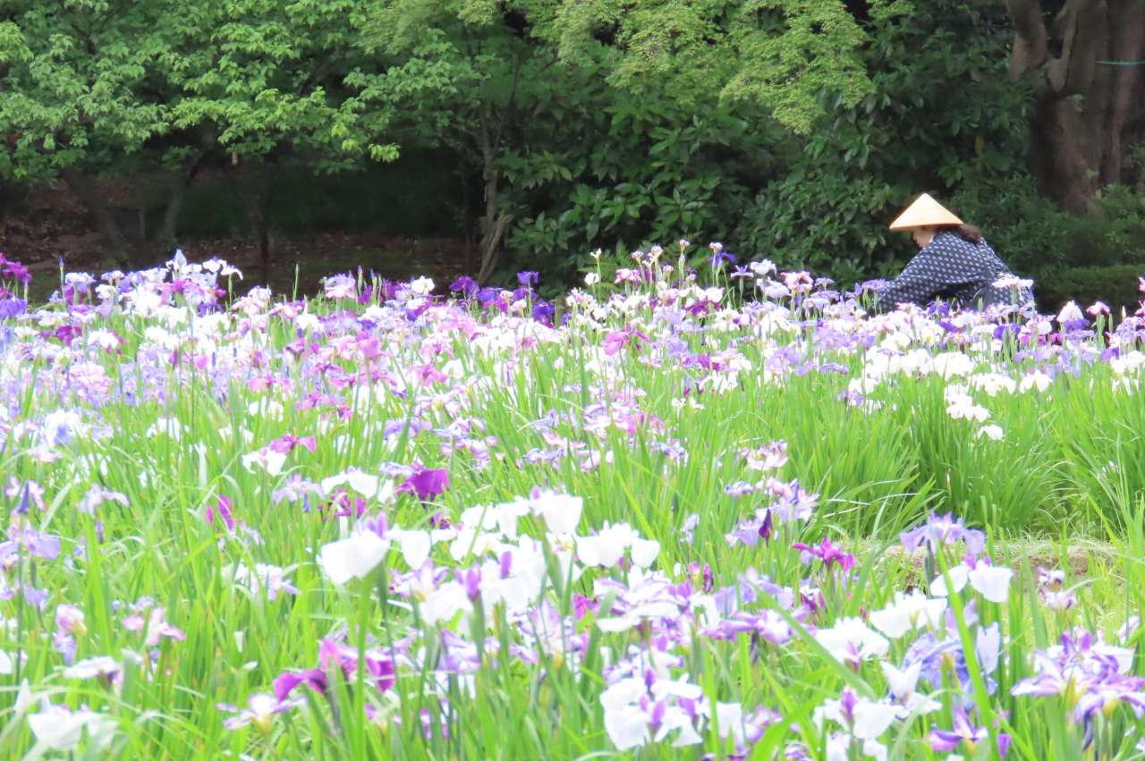 小石川後楽園260605 花菖蒲田