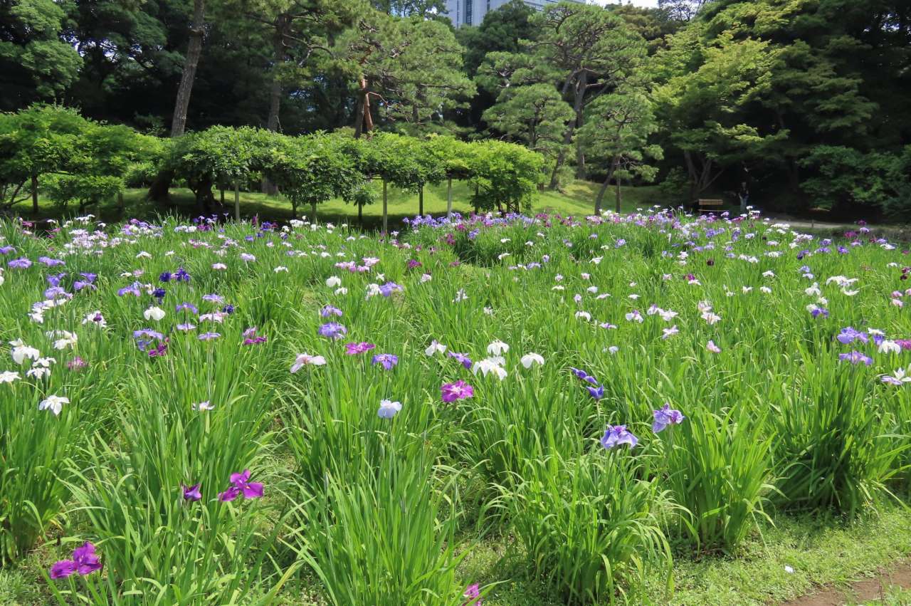 小石川後楽園260612 (5)
