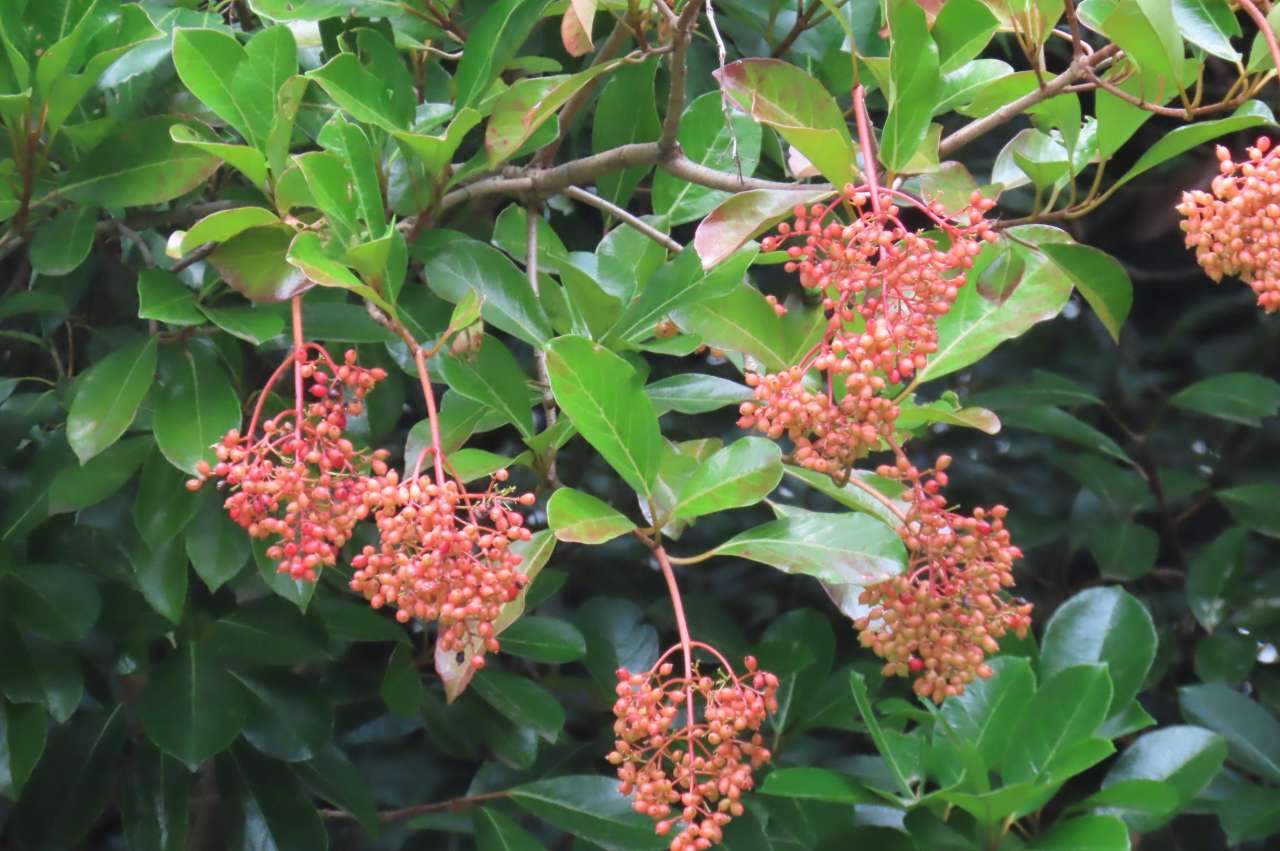 小石川後楽園260731 サンゴジュ(実)