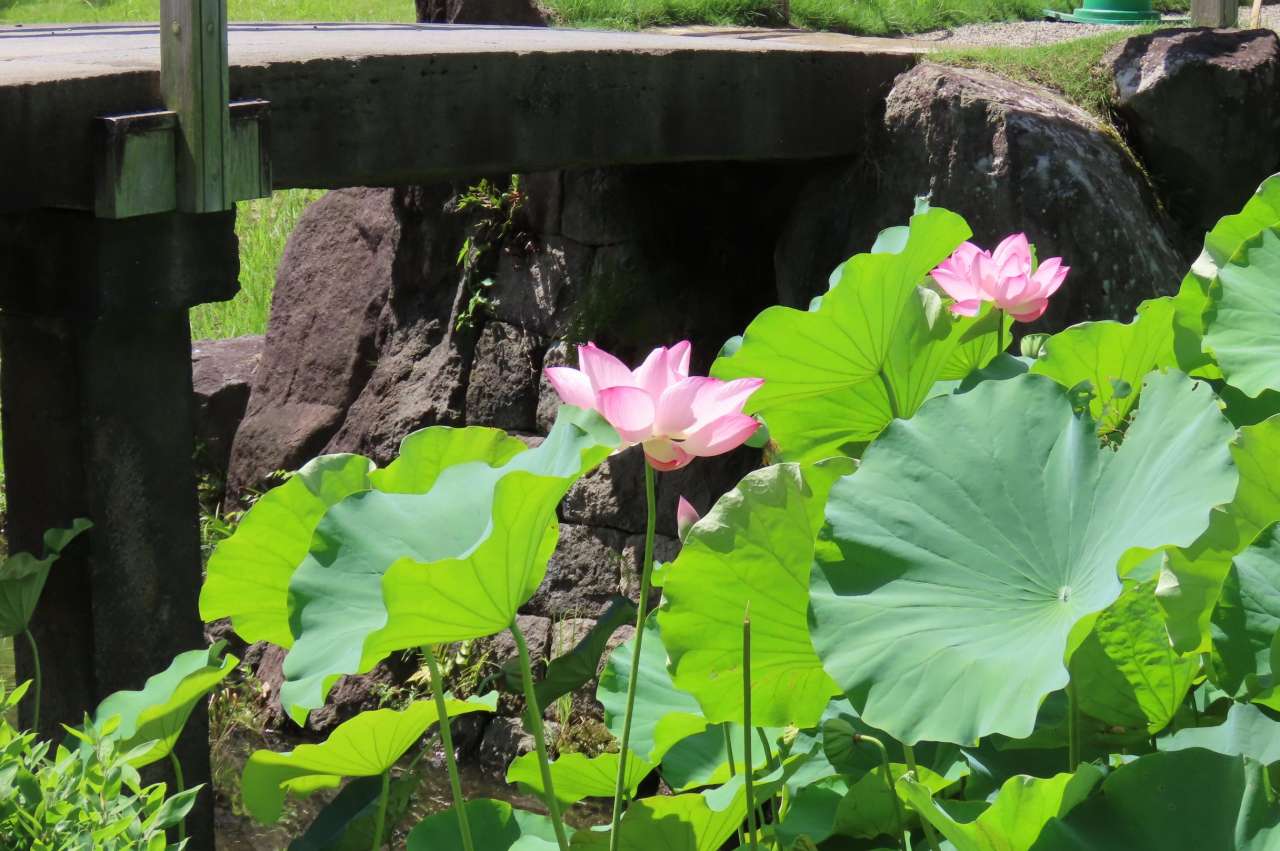 小石川後楽園260807 (16)