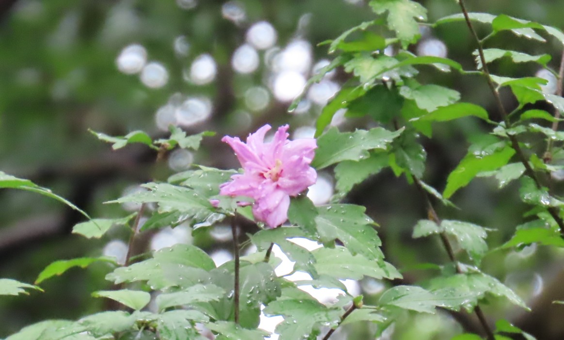 小石川後楽園260907 ムクゲ