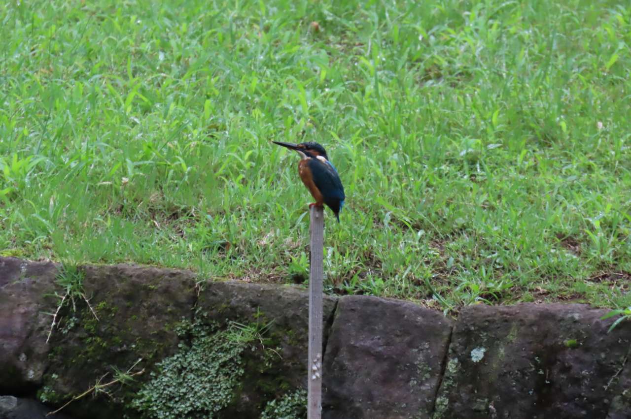小石川後楽園260913カワセミ (2)