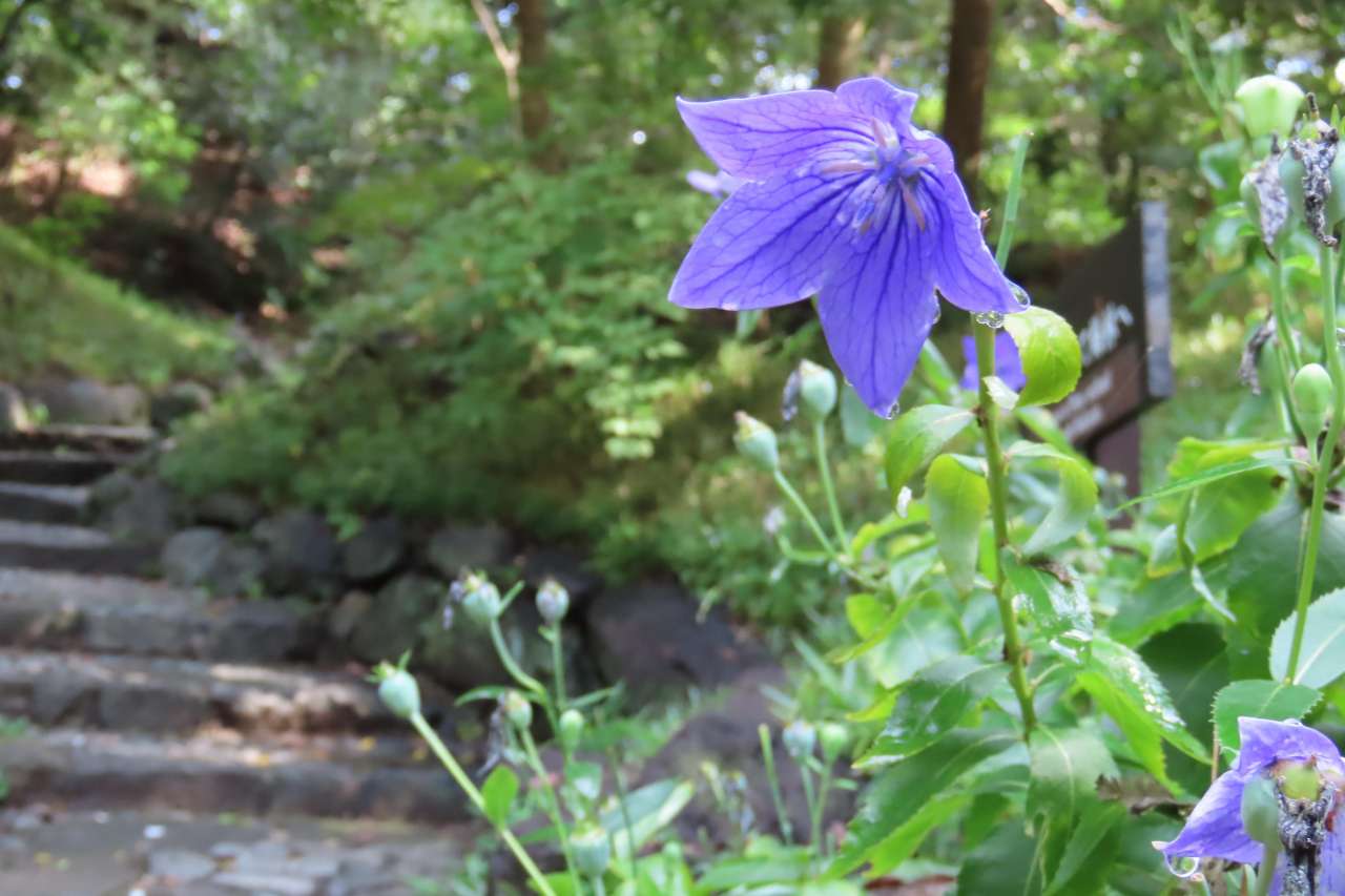小石川後楽園260924キキョウ