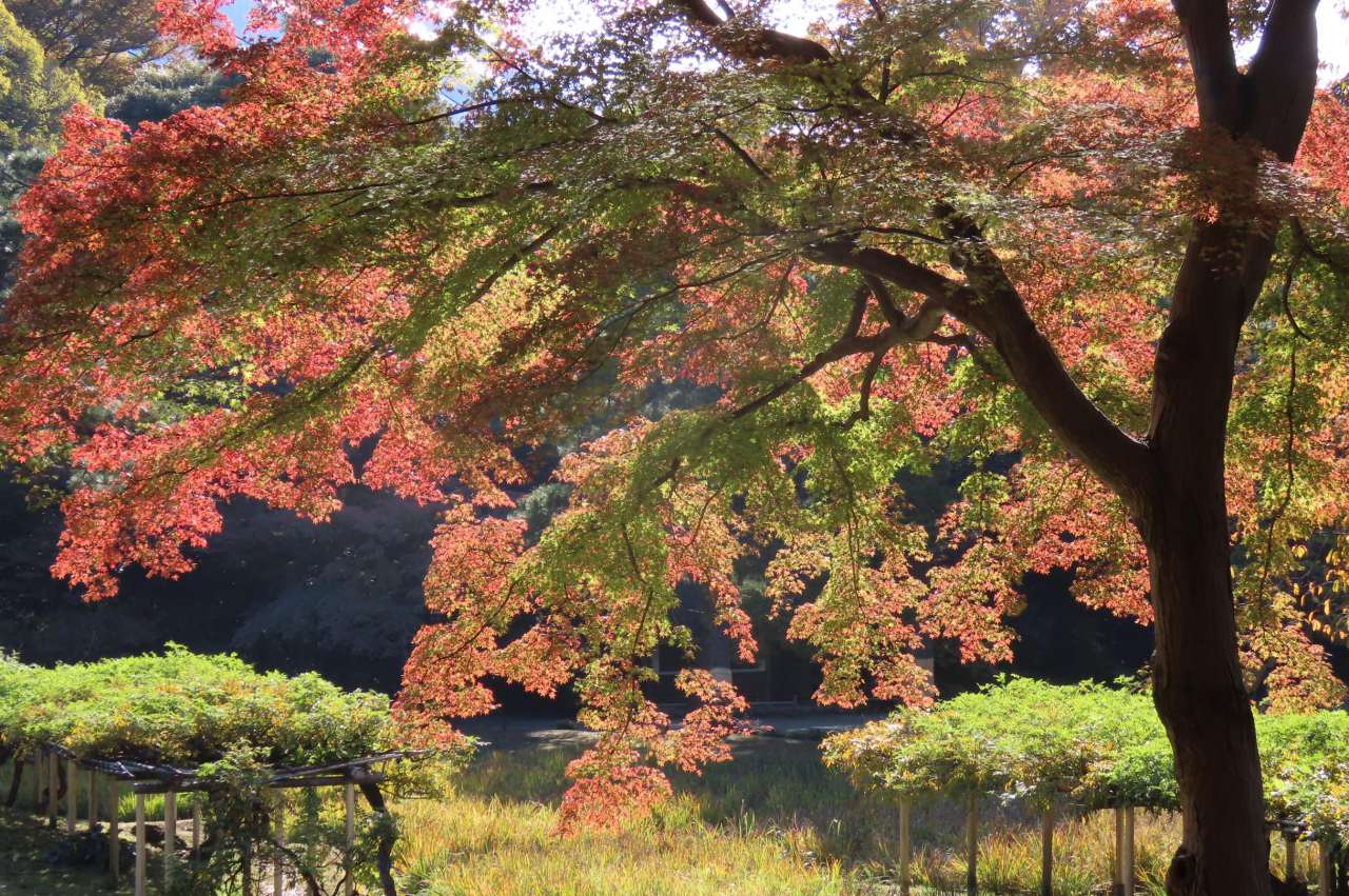 愛宕坂から見下ろした紅葉