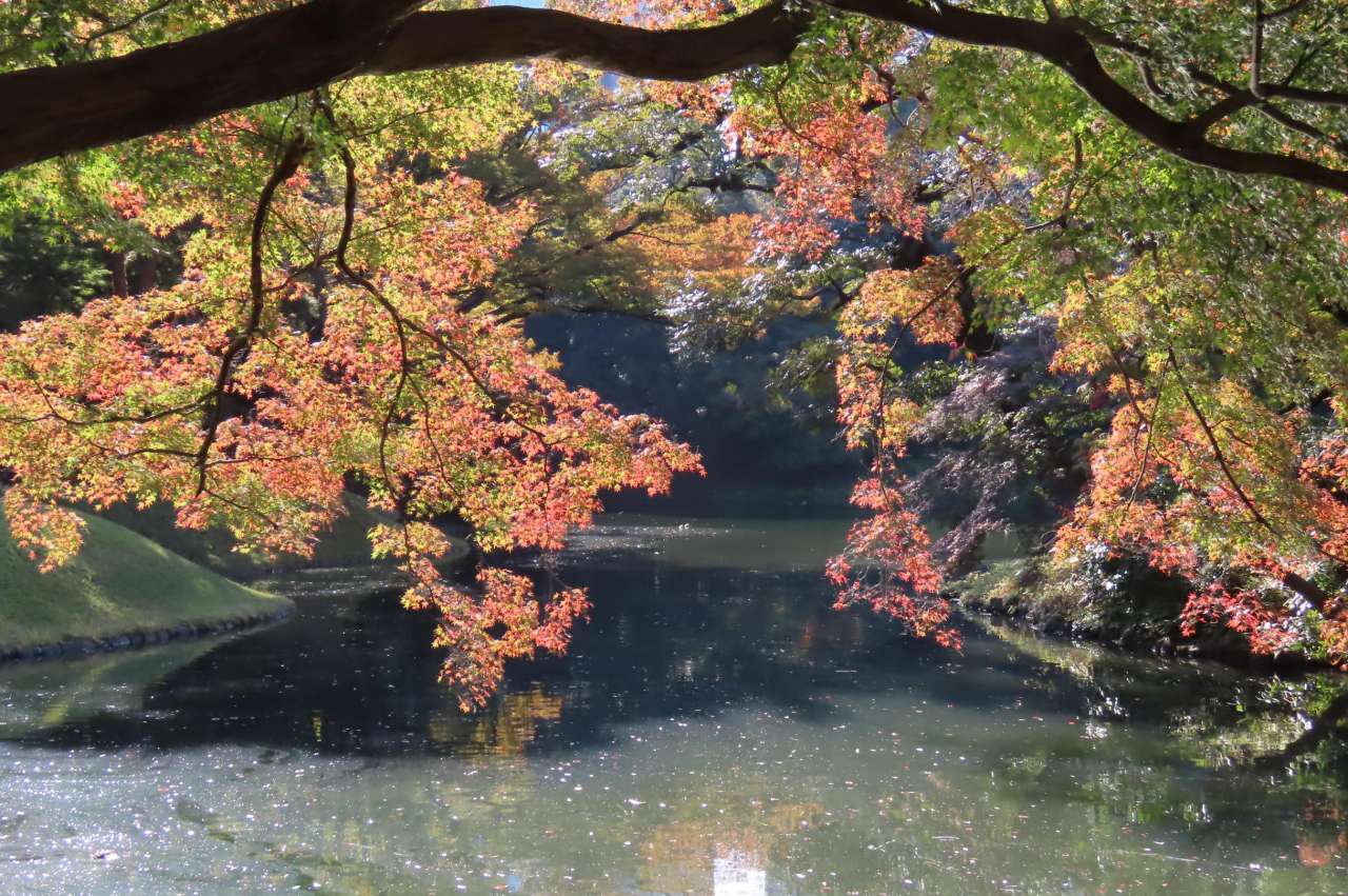 松原からの裏紅葉