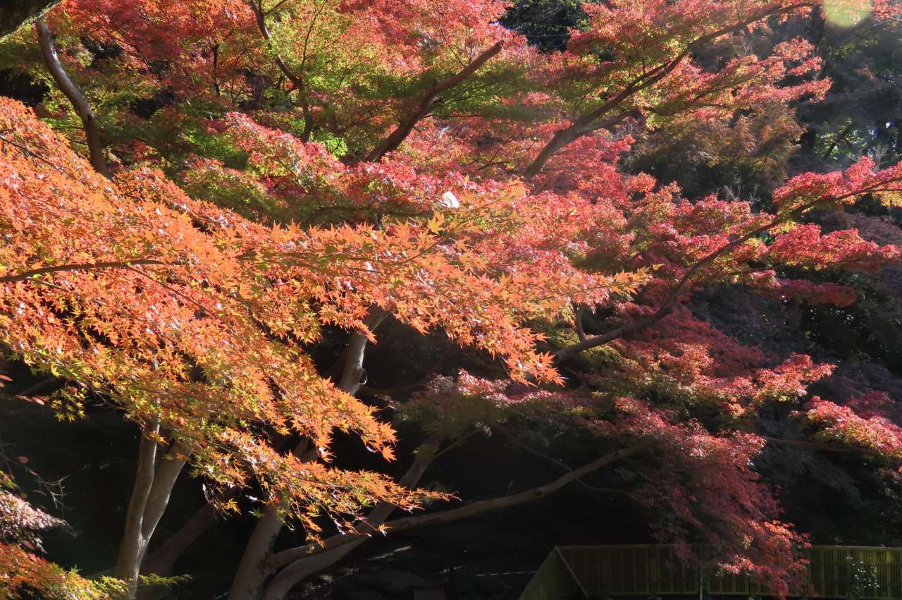 琉球山の高台からの紅葉