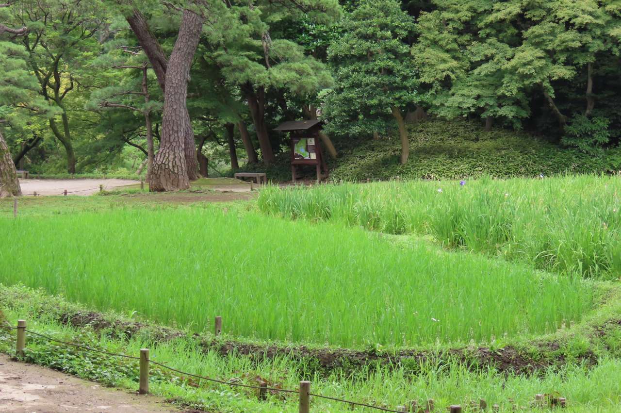 稲田IMG_8018