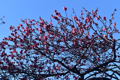 小石川後楽園240117ウメ'大盃'-thumb-240xauto-110806
