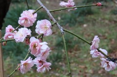 小石川後楽園240202ウメ’藤牡丹枝垂’-thumb-240xauto-111159