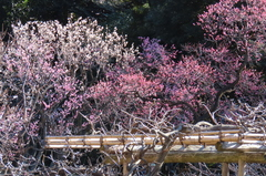 小石川後楽園240203梅林 (2)-thumb-240xauto-111154