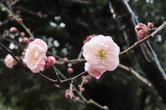 小石川後楽園240204ウメ’見驚’ (2)-thumb-240xauto-111156