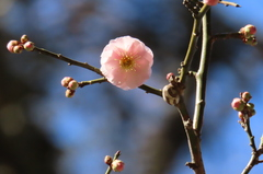 小石川後楽240116 ウメ'藤牡丹枝垂' (1)-thumb-240xauto-110804