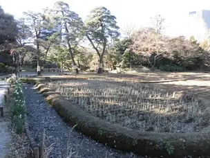 小石川後楽園210119稲田（冬）_01