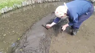 小石川後楽園210425畦塗り（代搔き） (4)_03