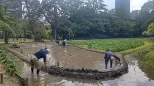 小石川後楽園210425畦塗り（代搔き） (5)_04