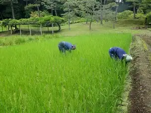 【小石川後楽園の稲田行事～その３】_01