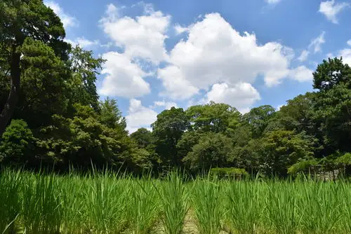 小石川後楽園210719稲田(3)_05