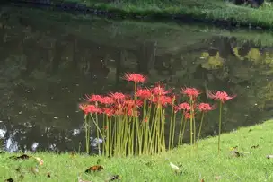 小石川後楽園210915ヒガンバナ (35)_04