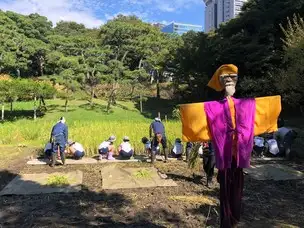 小石川後楽園211008稲刈り (2)_01