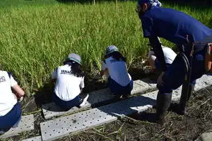 小石川後楽園211008稲刈り (41)_03