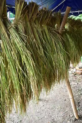 小石川後楽園211010はざ掛け（稲） (3)_05