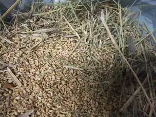 小石川後楽園211107もみ（米、稲） (3)_03