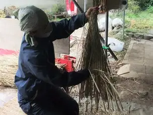 小石川後楽園211107ワラすぐり (1)_04